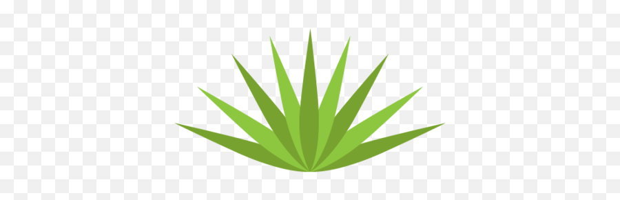 Download Free Png Agave - Pluspngcom600 Dlpngcom Agave,Agave Png