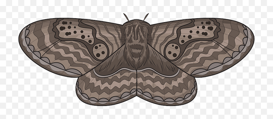 Brahmeid Moth Clipart Free Download Transparent Png - Moth Clipart,Moth Png