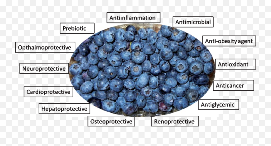 Validated Ameliorative Properties Of Blueberry Download - Juniper Berry Png,Blueberry Transparent Background
