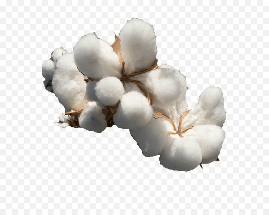Cotton Png Free File Download - Cotton Png,Png File Download