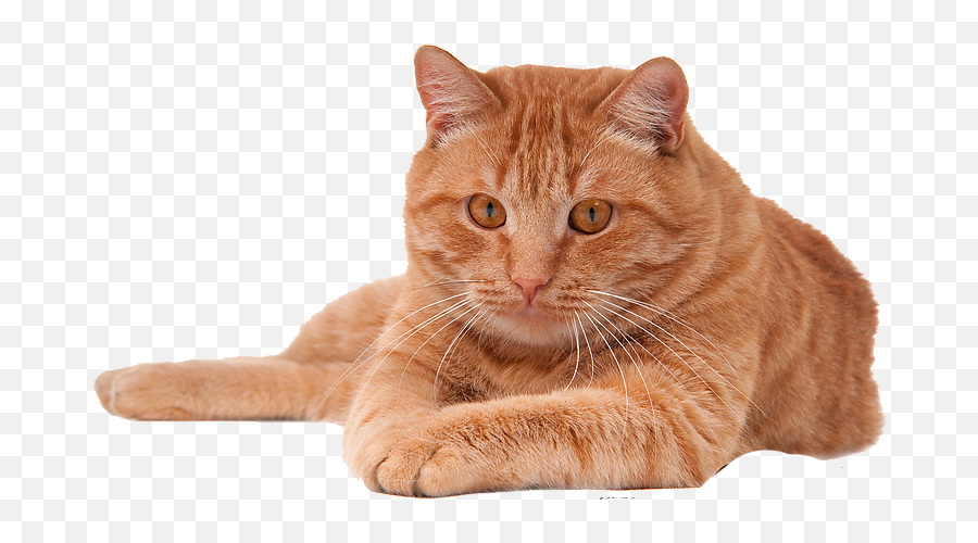 Download Cat Png Pic - Png Of Cat Transparent Png Uokplrs Red Cat Png,Cat Nose Png