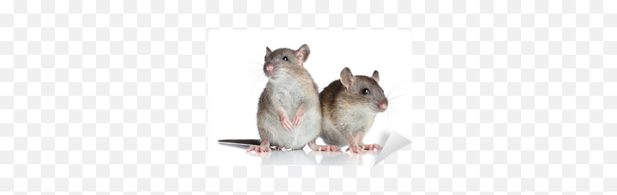 Rats - We Live To Change Ratten Witte Achtergrond Png,Rat Transparent Background
