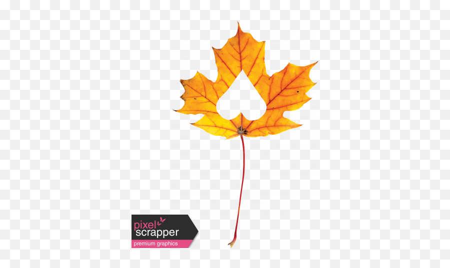 Falling For You - Yellow Leaf 1 Graphic By Janet Kemp Transparent Pink And Blue Tape Png,Fall Leaf Png