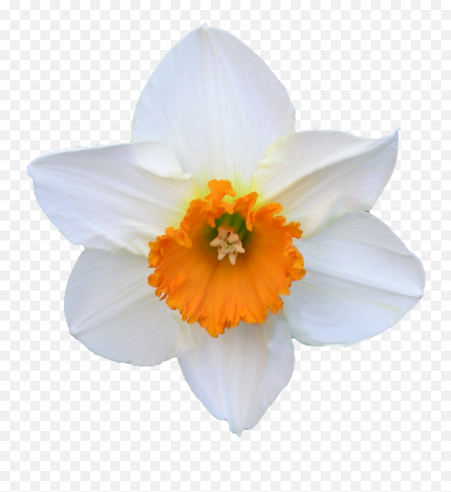 Daffodil White And Orange Flower Free - White Daffodil Flower Png,Daffodil Png
