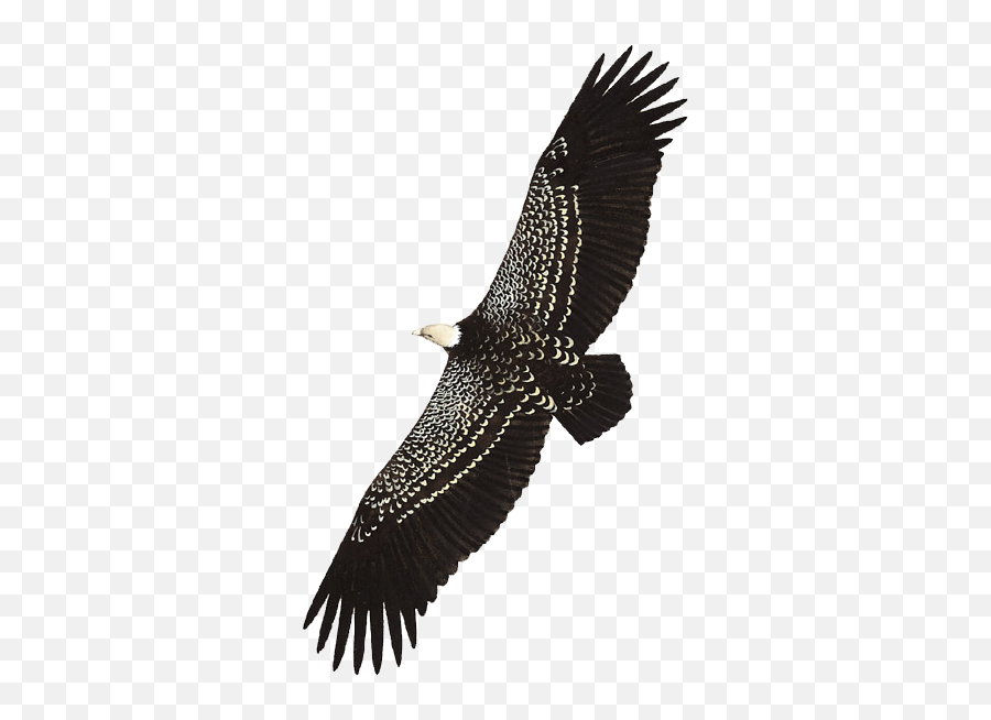 Details Rüppellu0027s Vulture - Birdguides Sea Eagle Png,Vulture Transparent