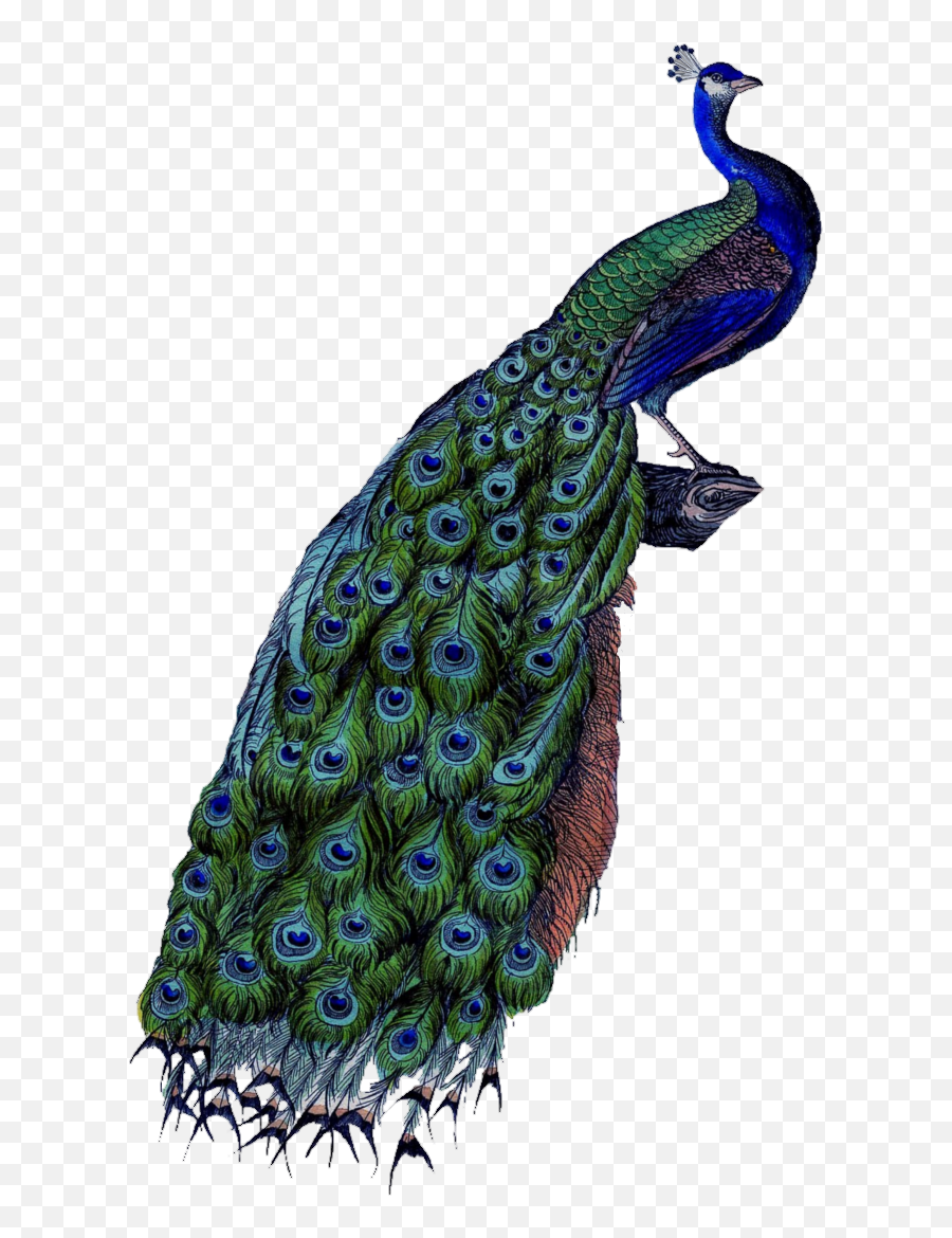 Download - Peacockpngtransparentimagestransparent Transparent Background Peacock Png,Backgrounds Png