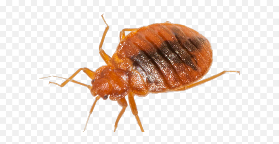 Bed Bugs Png 2 Image - Bed Bug Images Png,Bugs Png
