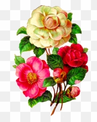 Download Vintage Flower Illustration Png - Camellia Flowers