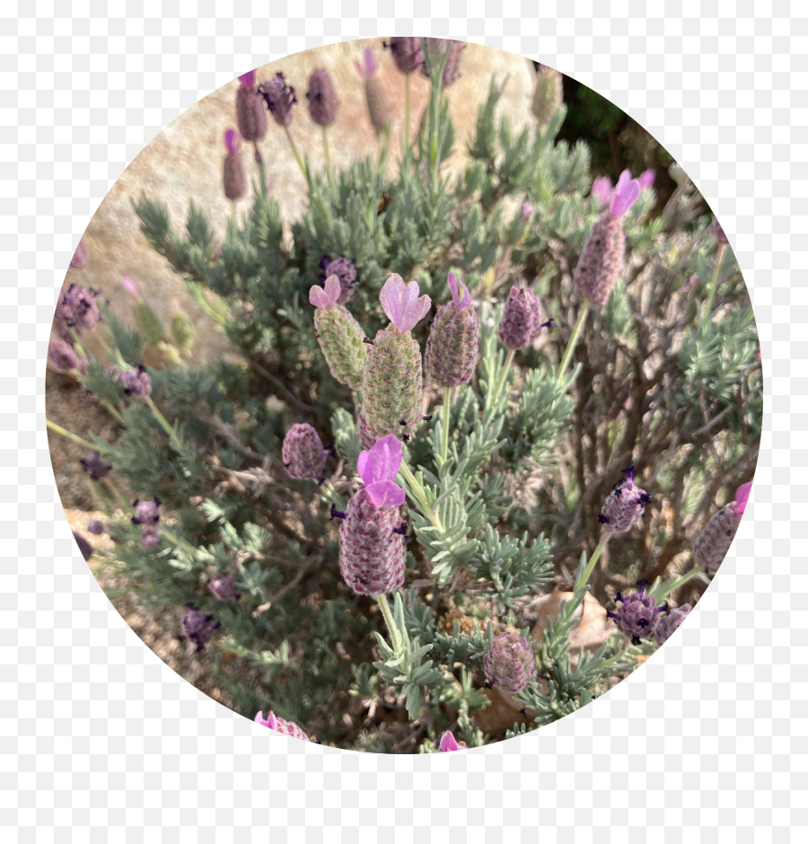 Plants U0026 Pals Monrovia Pollinators City Of - French Lavender Png,Deep Purple Icon Deep Purple 2013