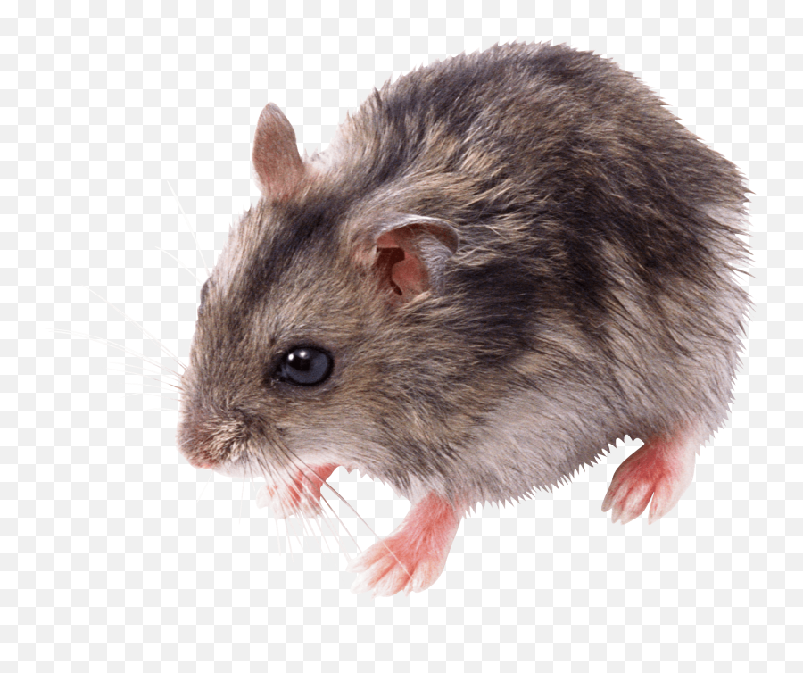 Download Free Png Mouse Transparent