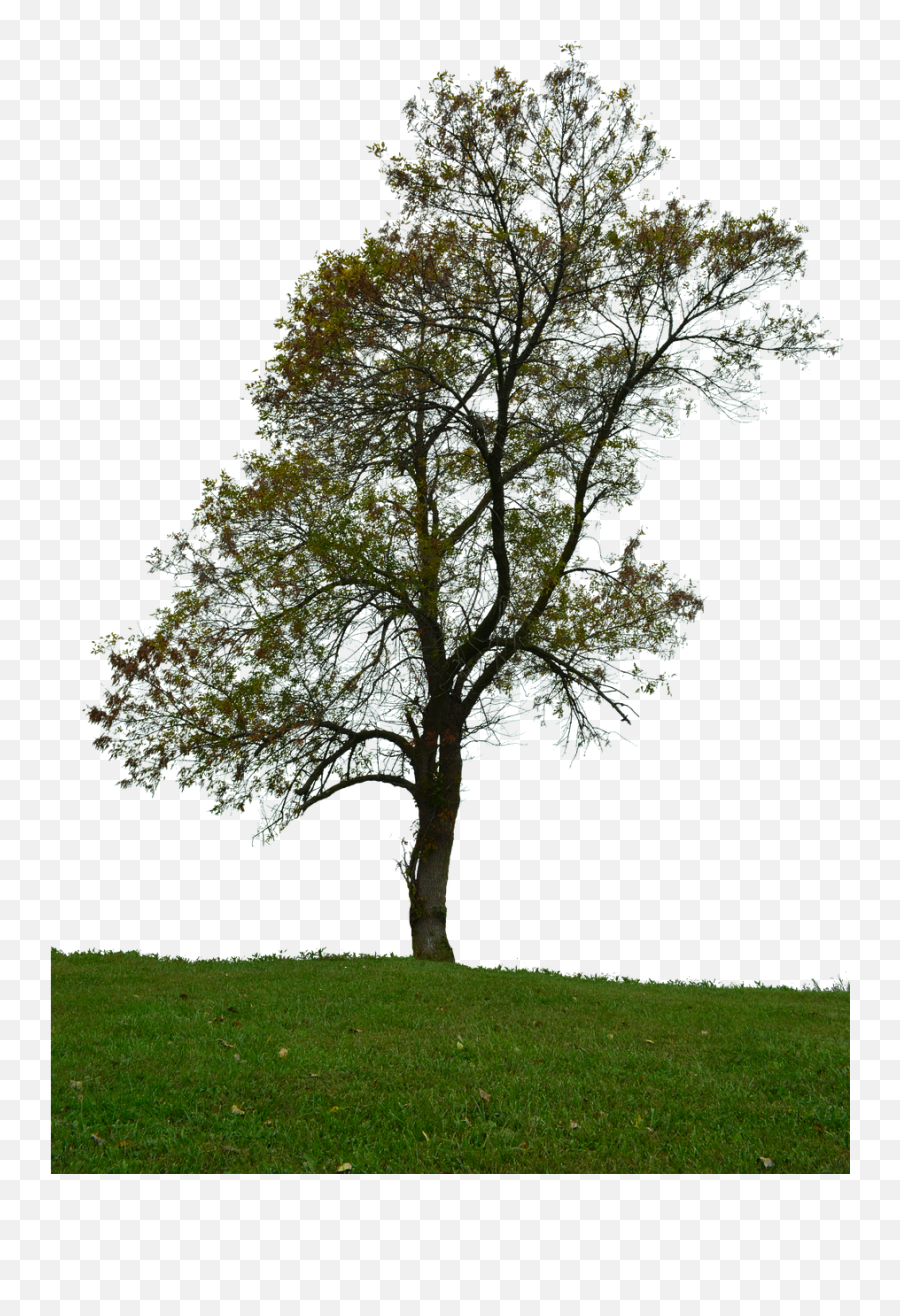 Tree With No Background Leaves - Tree Plain Background Png,Forest Transparent Background