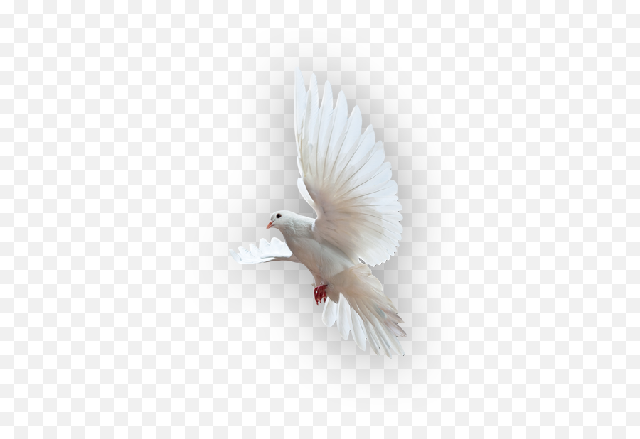 Download Holy Spirit Dove Png Image - Rock Dove,Holy Spirit Png