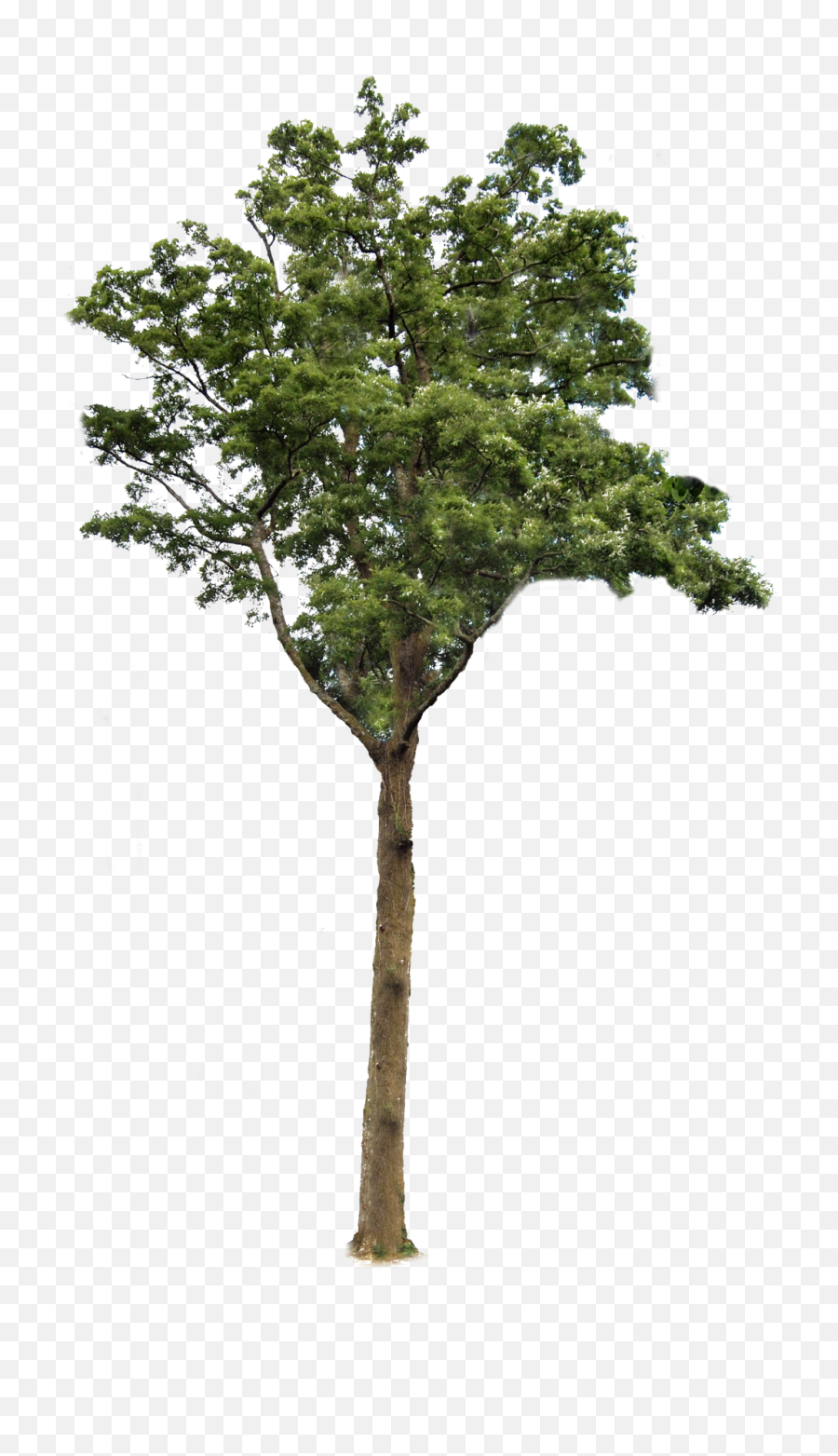 Tree With Transparent Background - 6390 Transparentpng Transparent Background Tree Png,Pine Tree Transparent Background