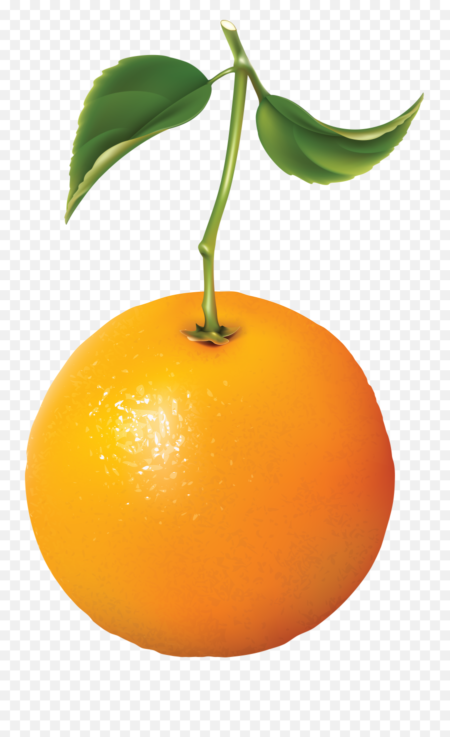 Orange Png Image For Free Download - Free Download Orange,Orange Png