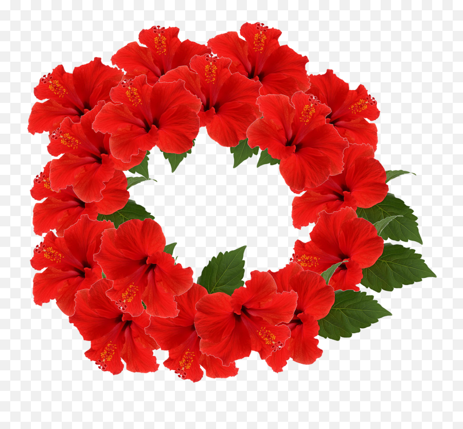Hibiscus Crown Flower - Free Image On Pixabay Flower Png,Flower Crown Png