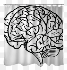 Human Brain Vector Outline Sketched - Imagens De Cerebro Contorno png