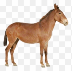 Mules Transparent Png Images - Sorrel,Mule Png