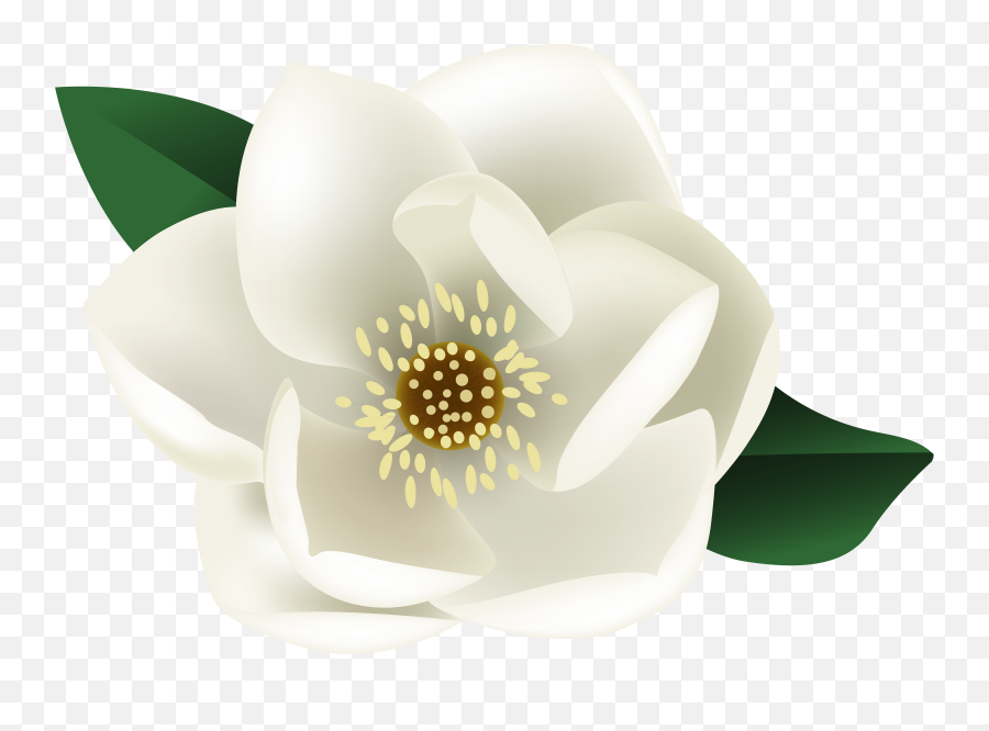 Magnolia Flower Png White Flowers