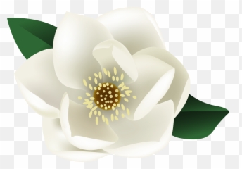 Magnolia Flower Png