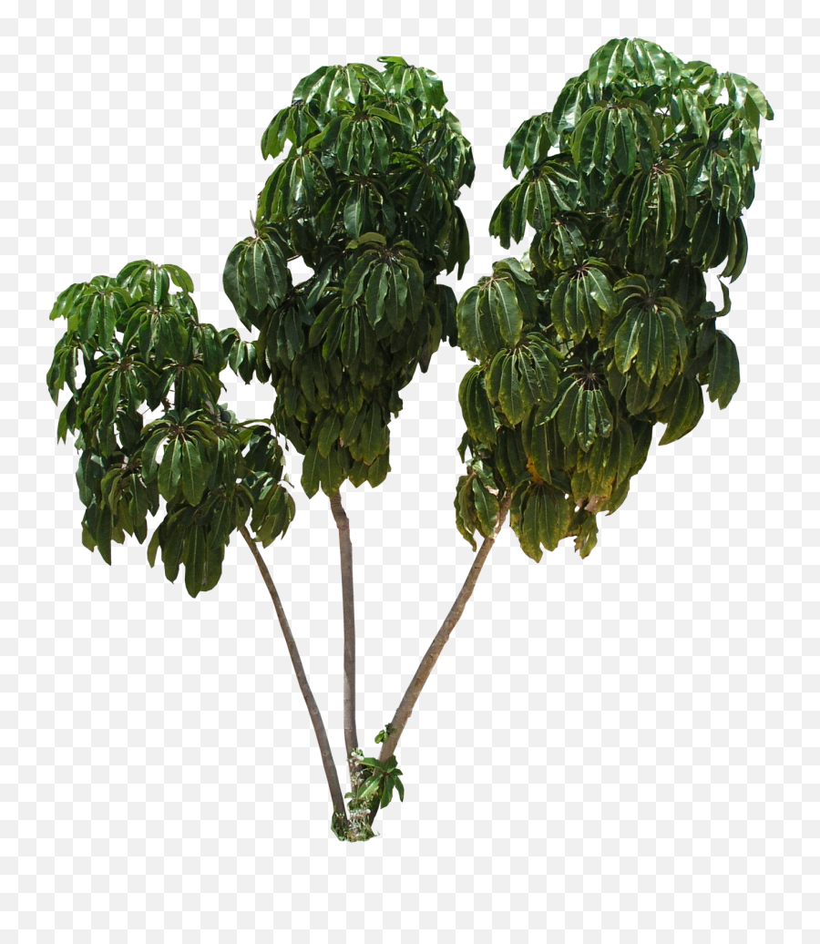 Download Hd Png Schefflera Tree Texture - Transparent Schefflera Actinophylla Png,Tree With Transparent Background