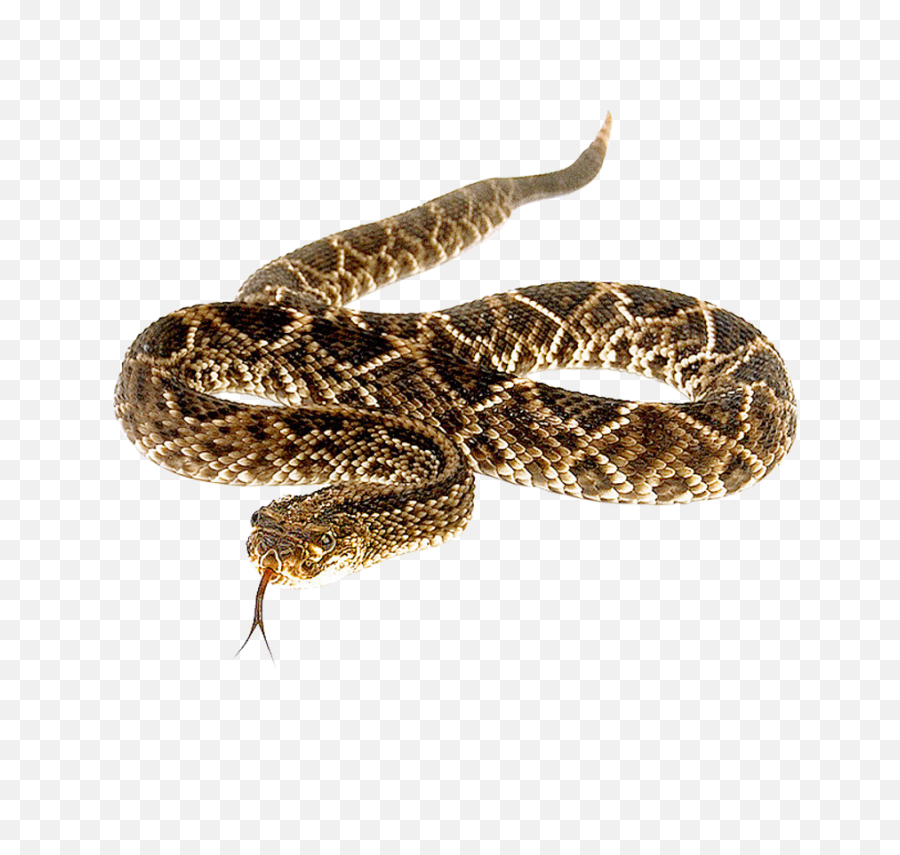Download Snake Free Png Transparent Image And Clipart - Eastern Diamondback Rattlesnake Png,Snake Transparent Background