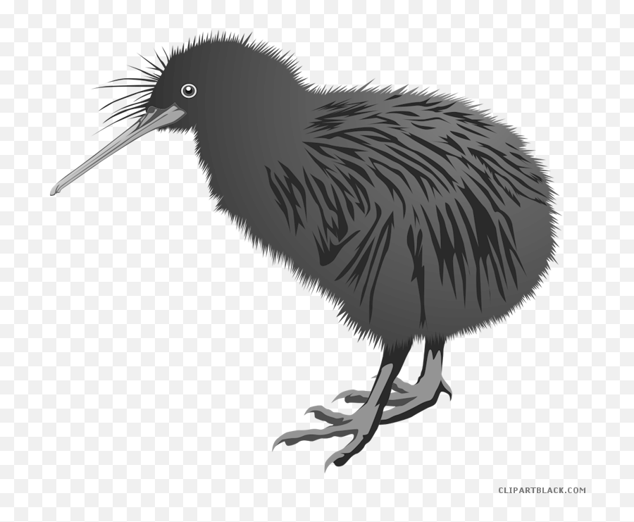 Kiwi Bird Clipart Library Download - Black Images Of Kiwi Bird Png,Kiwi Bird Png
