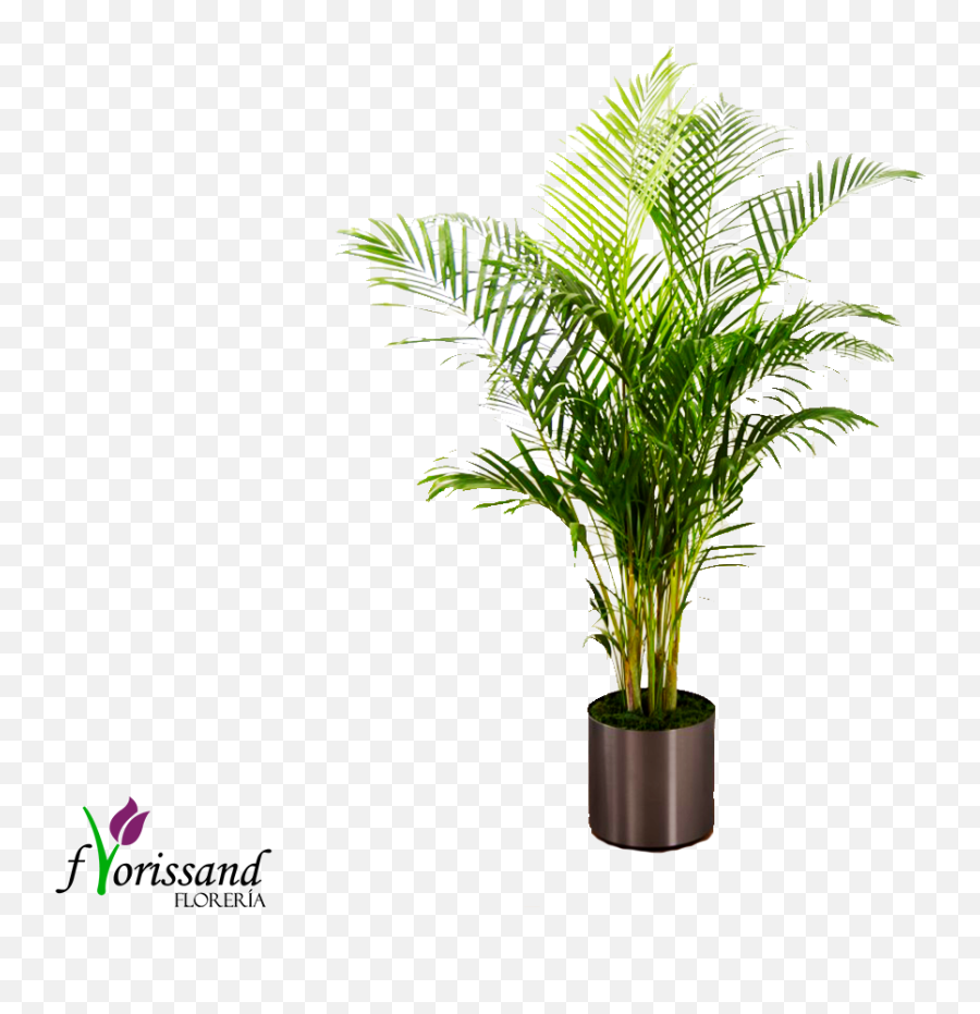 Download Hd Planta Palma - Tree In Vase Png Photoshop,Palma Png
