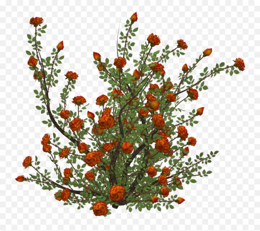 Flowers - Rose Bush Png,Rose Bush Png