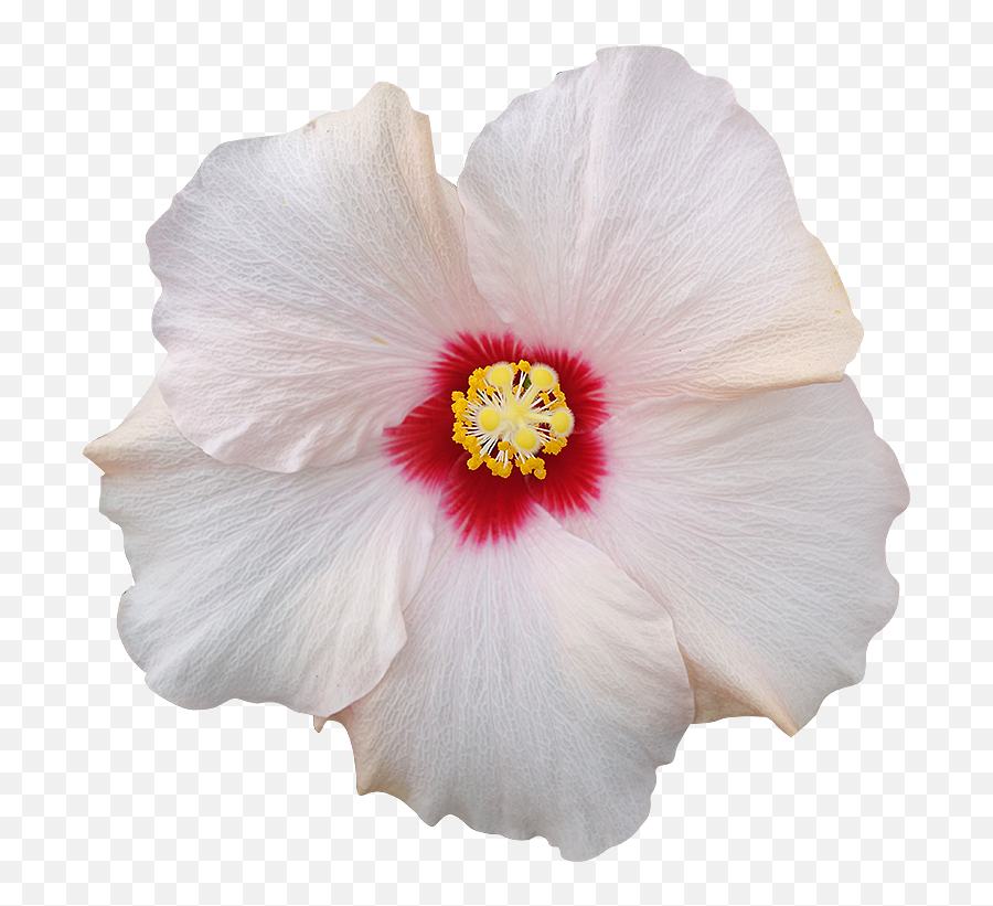 Fleur Hibiscus Png Image - Hawaiian Hibiscus,Hibiscus Png