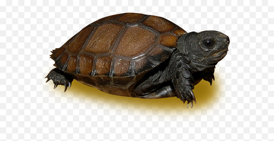 Burmese Black Mountain Tortoise - Black Asian Forest Tortoise Png,Tortoise Png