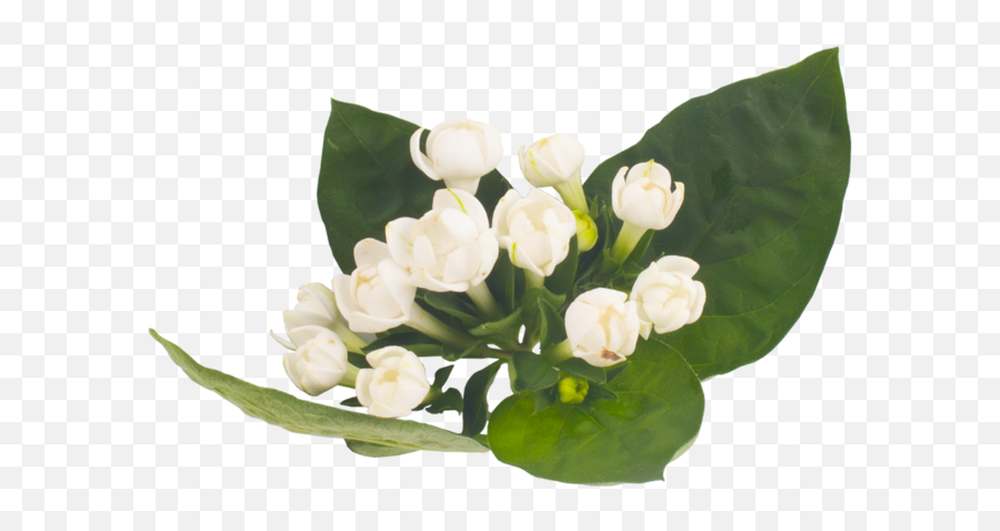 Download Lanxel - Lily Of The Valley Transparent Png,Lily Of The Valley Png