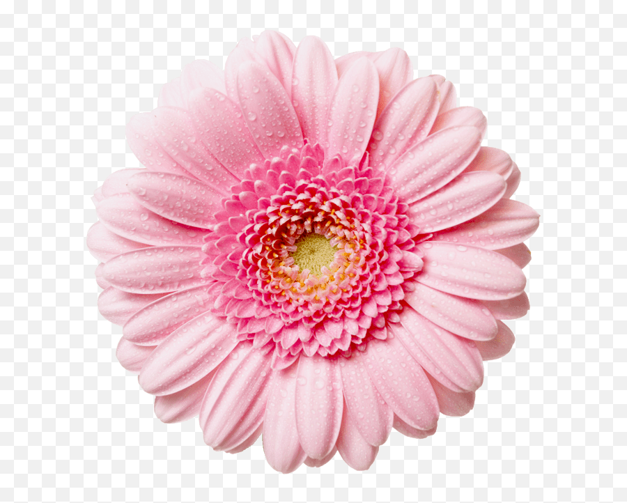 Download Hd Flowers Png Free High - Pink Daisy Flower Png,Free Flower Png