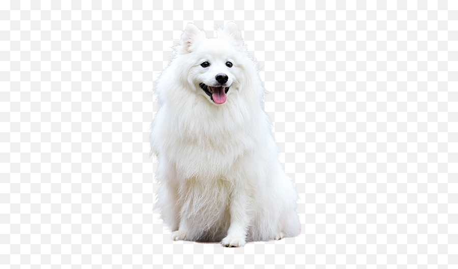 A Cutout Picture Of Fluffy White Dog W 1060845 - Png White Dog Png,Dog Ears Png