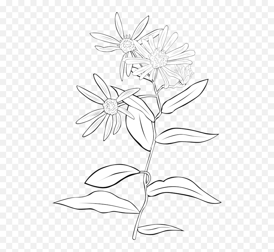 Download 5591 Flower Line Drawing Clip Art Free Public - Flowers Clipart Png,Flower Line Png