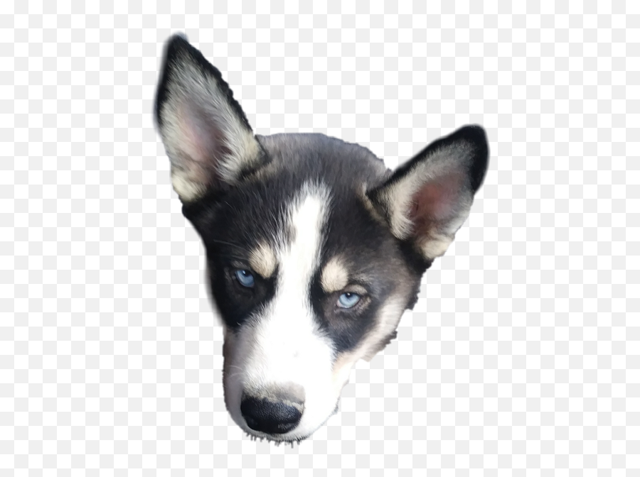 Download Siberian Husky Png Image With No Background - Sakhalin Husky,Husky Transparent Background