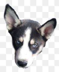 Download Siberian Husky Png Image With No Background - Sakhalin