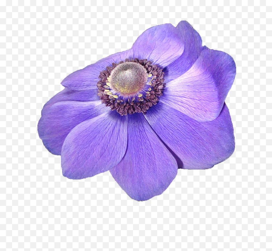 Download Anemon Png Transparent Background Pixabay - Flor Violeta Png,Ground Cover Png