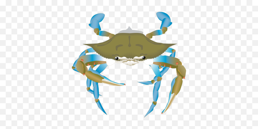 Clipart Info - Ciclo Reproductivo Del Cangrejo Png,Blue Crab Png