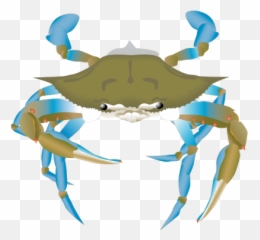 Clipart Info - Ciclo Reproductivo Del Cangrejo Png,Blue Crab Png