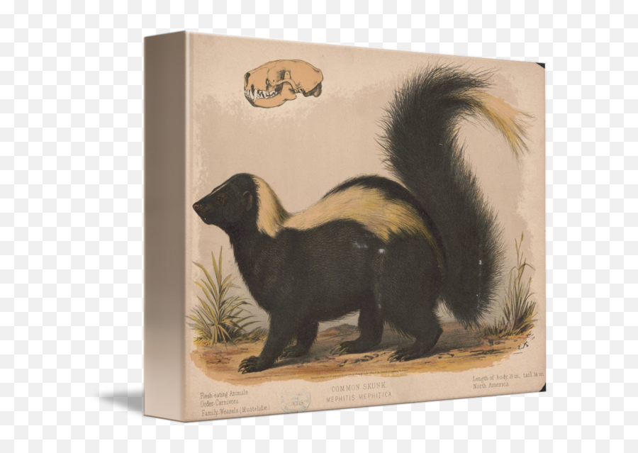 Vintage Illustration Of A Skunk By Map Store - Striped Skunk Png,Skunk Transparent