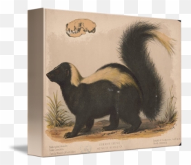 Vintage Illustration Of A Skunk By Map Store - Striped Skunk Png,Skunk Transparent