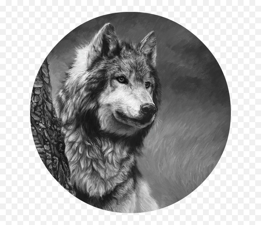 Download Gray Wolf Black And White Lucie Bilodeau - Gray Lucie Bilodeau Wolf Paintings Png,White Wolf Png