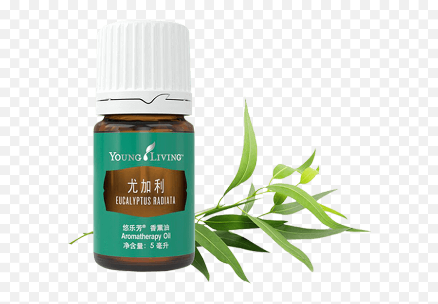 Download Eucalyptus Radiata Essential Oil - Dorado Azul Png Young Living Peace And Calming,Eucalyptus Png