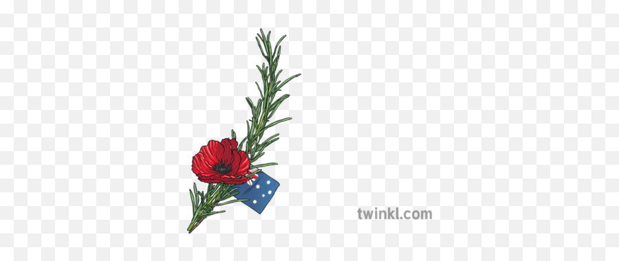 Australian Rosemary Anzac Buttonhole Plant Remembrance Day - Anzac Rosemary And Poppies Png,Rosemary Png