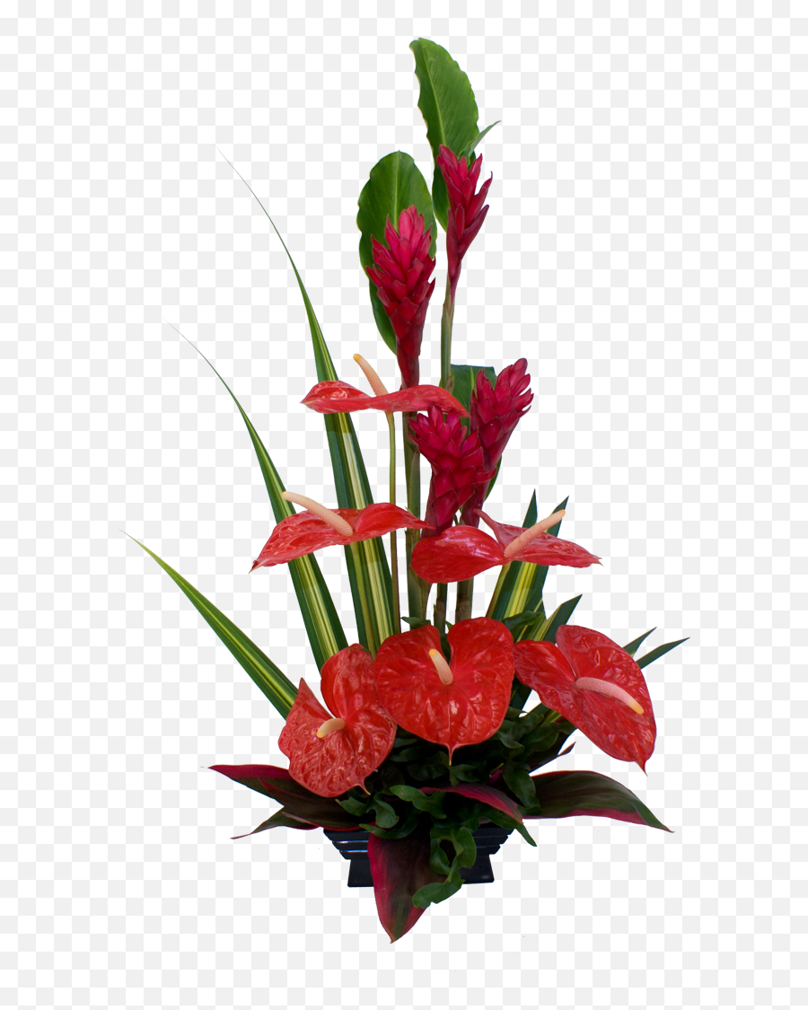 Red Tropical Flower Arrangement - Anthurium Flower Anthurium Flower Arrangement Ideas Png,Tropical Flowers Png