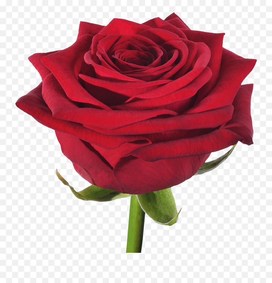 Rose Png Free Picture Real - Red Naomi Rose,Red Roses Png