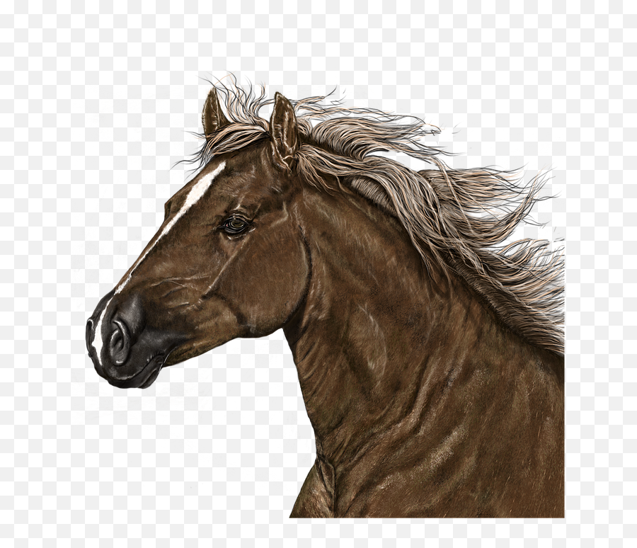 Horse Head Png - Portrait Horse Art Digital Artwork Horse Portrait Png,Horse Head Png