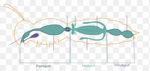 Internal Digestive System - Horizontal Png,Digestive System Png