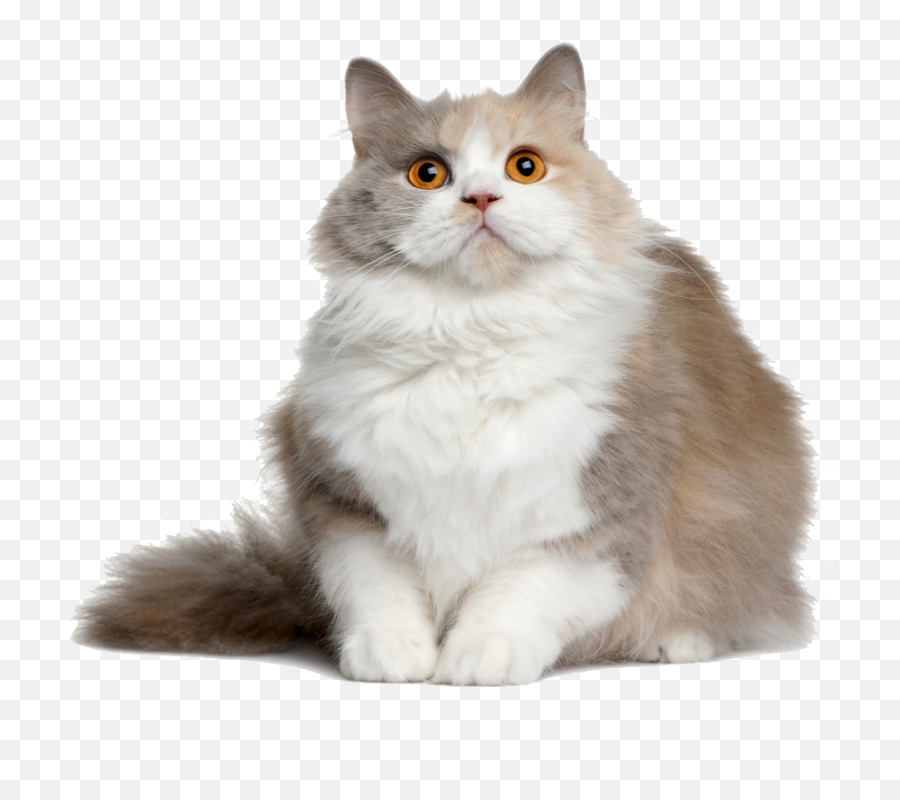 Cat Transparent Png 3 Image - Cat Png File,Transparent Cat