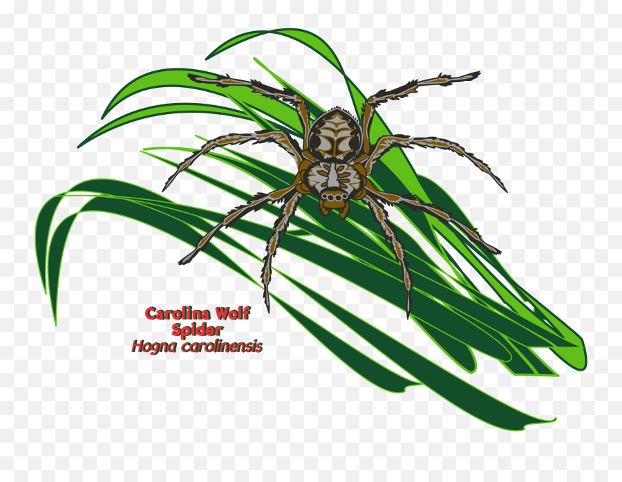 Orb - Parasitism Png,Hanging Spider Png